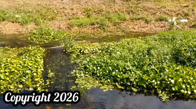 DESDE EL CIELO TE AMARE (CANCION)