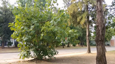 Novia Cumbianchera soberbio y altanero canta Giselle Romina Castillo Vargas