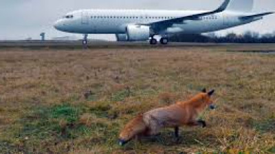 Les animaux de l'aéroport