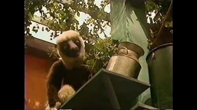Zoboomafoo