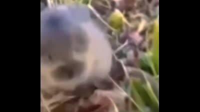 اورا مايس يعو