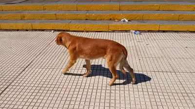 CONTIGO SOY FELIZ (CANCION)