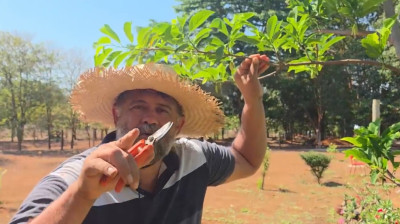 Como fazer uma mudança de fruta