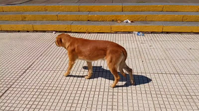 Novia Cumbianchera Contigo soy feliz canta﻿ Giselle﻿ Romina Castillo Vargas