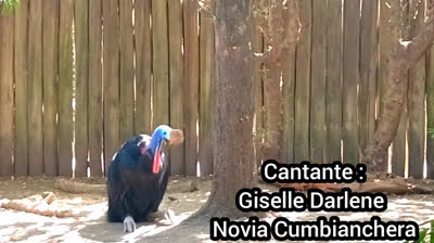Novia Cumbianchera "yo" Canta Giselle﻿ Romina Castillo Vargas