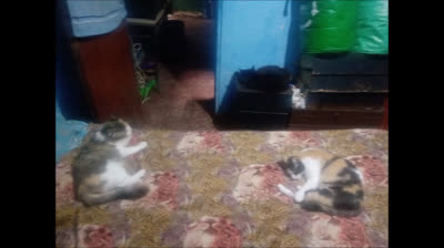 MIS HIJAS DE CUATRO PATAS (CUMBIA)