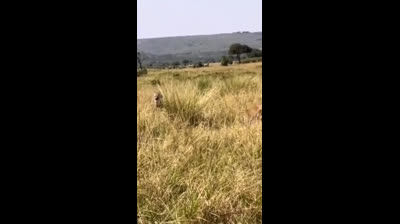 Hienas contra Leões