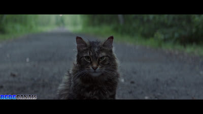 Cemitério Maldito 2019