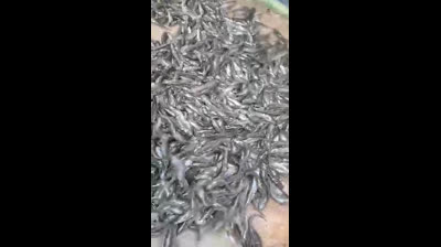 Pisciculture en Guinée