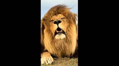 Leão  rugindo