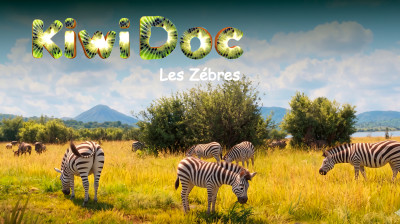 Kiwi Doc - Les Zèbres | Dessin animé éducatif pour enfants | Épisode 12