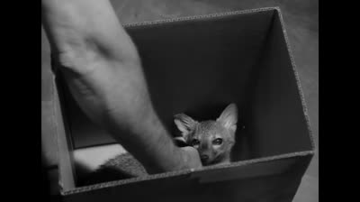 Alfred.Hitchcock.Presenta.1955.1x01