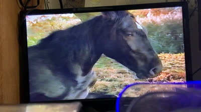 Black Beauty (1994 VHS)