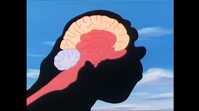 09_Le cerveau