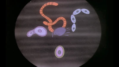 17_Pasteur et les micro organismes