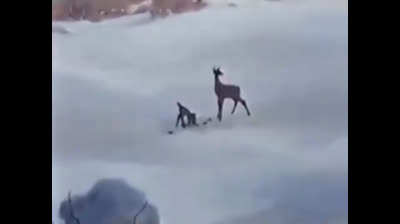 Bambi